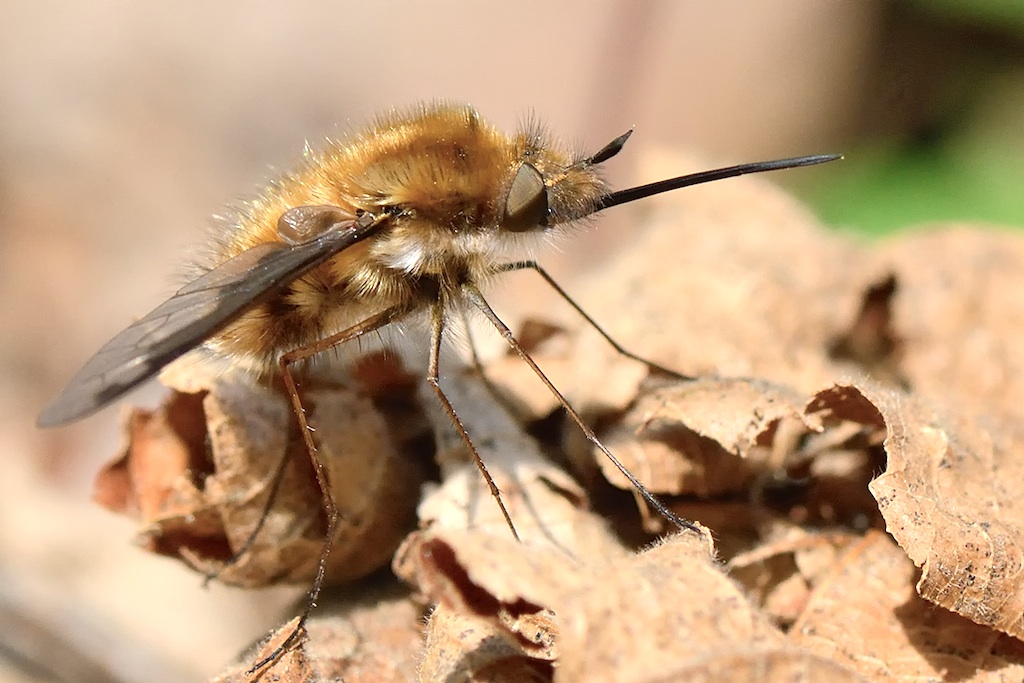 Ancora Bombylius (questo ho)